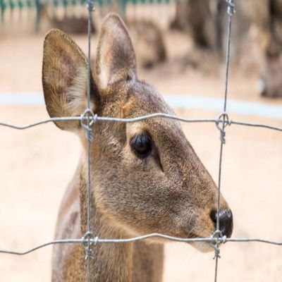 Włókno ogrodzenia połowego z włókienem złożonym z stałego węzła o ciężkim cynku - Ogrodzenie pastwiska Ogrodzenie sieciowe, galwanizowane owiece i bydło