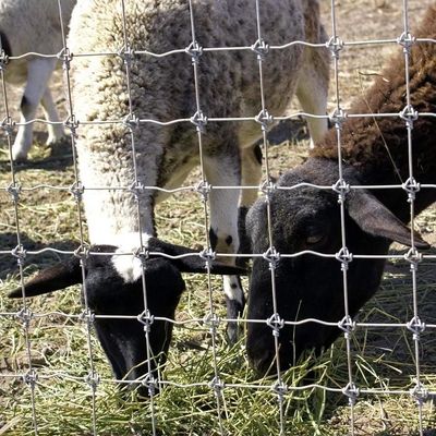 1.8m Wysokość Ogrodzenie z siecią drukowaną dla farmy koziej Gorąco zanurzone Galwanizowane przeciw korozji